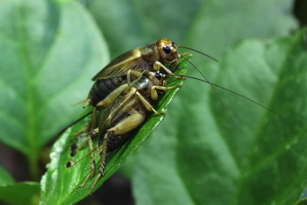 Two house crickets outside on a leaf