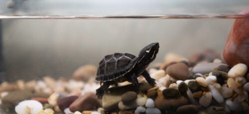 Turtle in a shallow aquarium