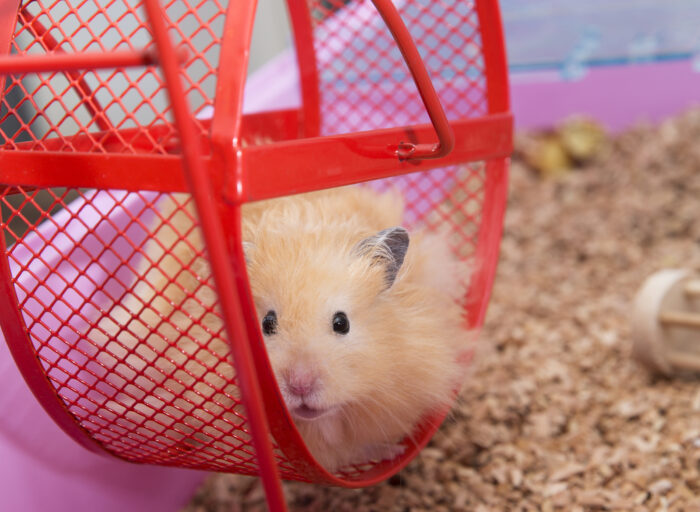 Hamster in red wheel in cage